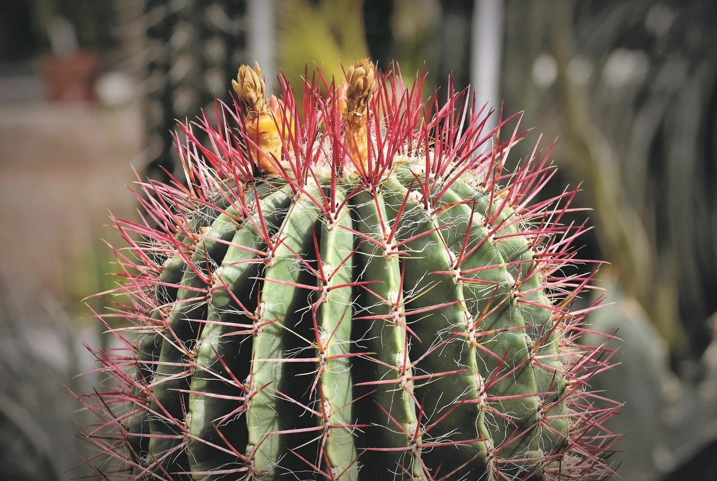 Adaptation of plants in desert environment – Adaptations seen in plants and animals
