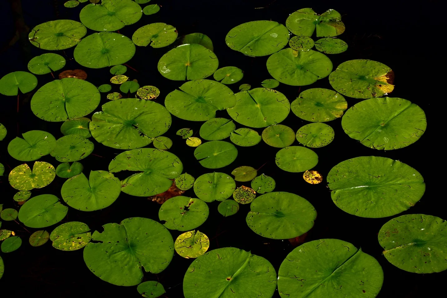 Adaptation of plants in aquatic environment – Adaptations seen in plants and animals