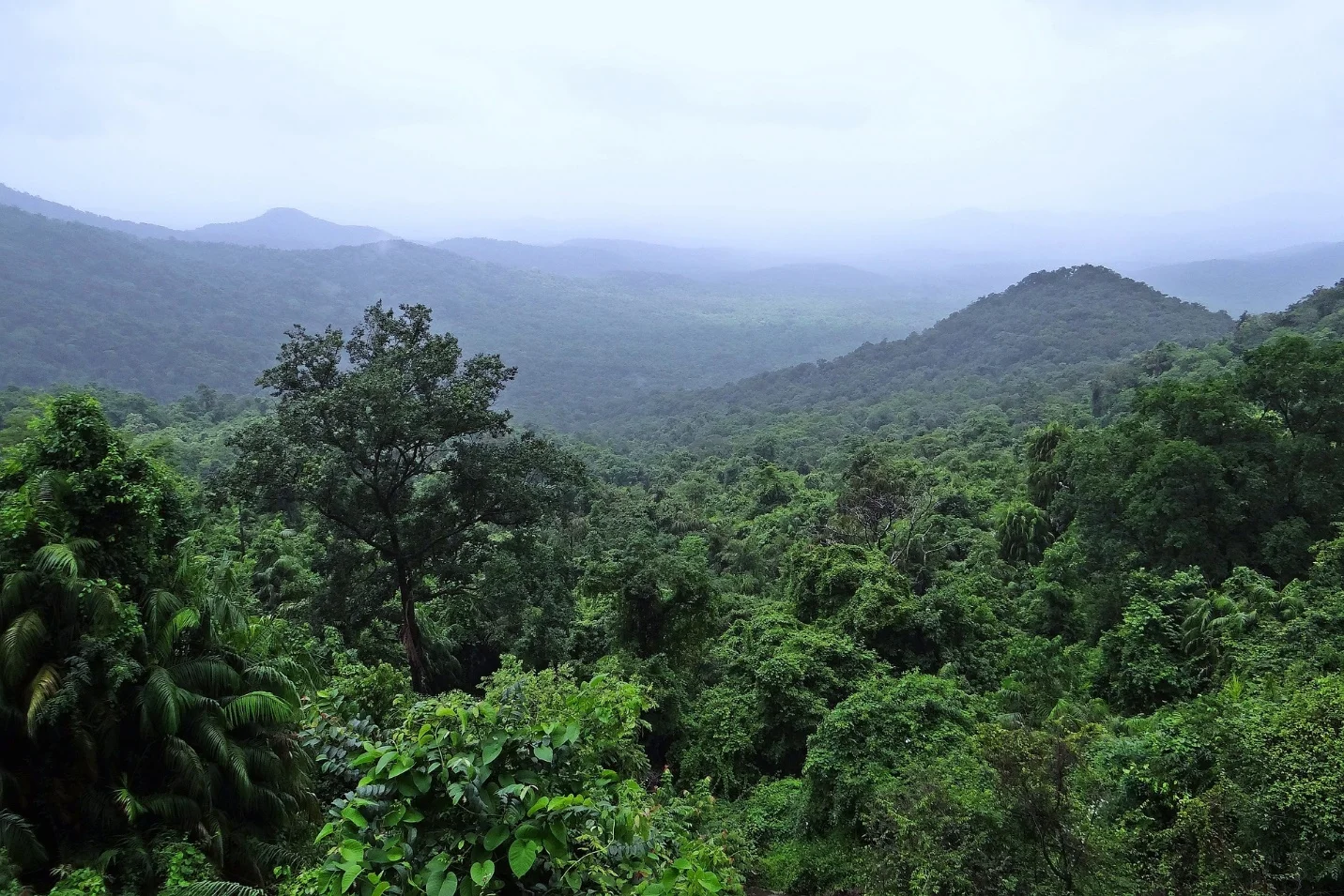 Adaptation of plants in rainforest – Adaptations seen in plants and animals