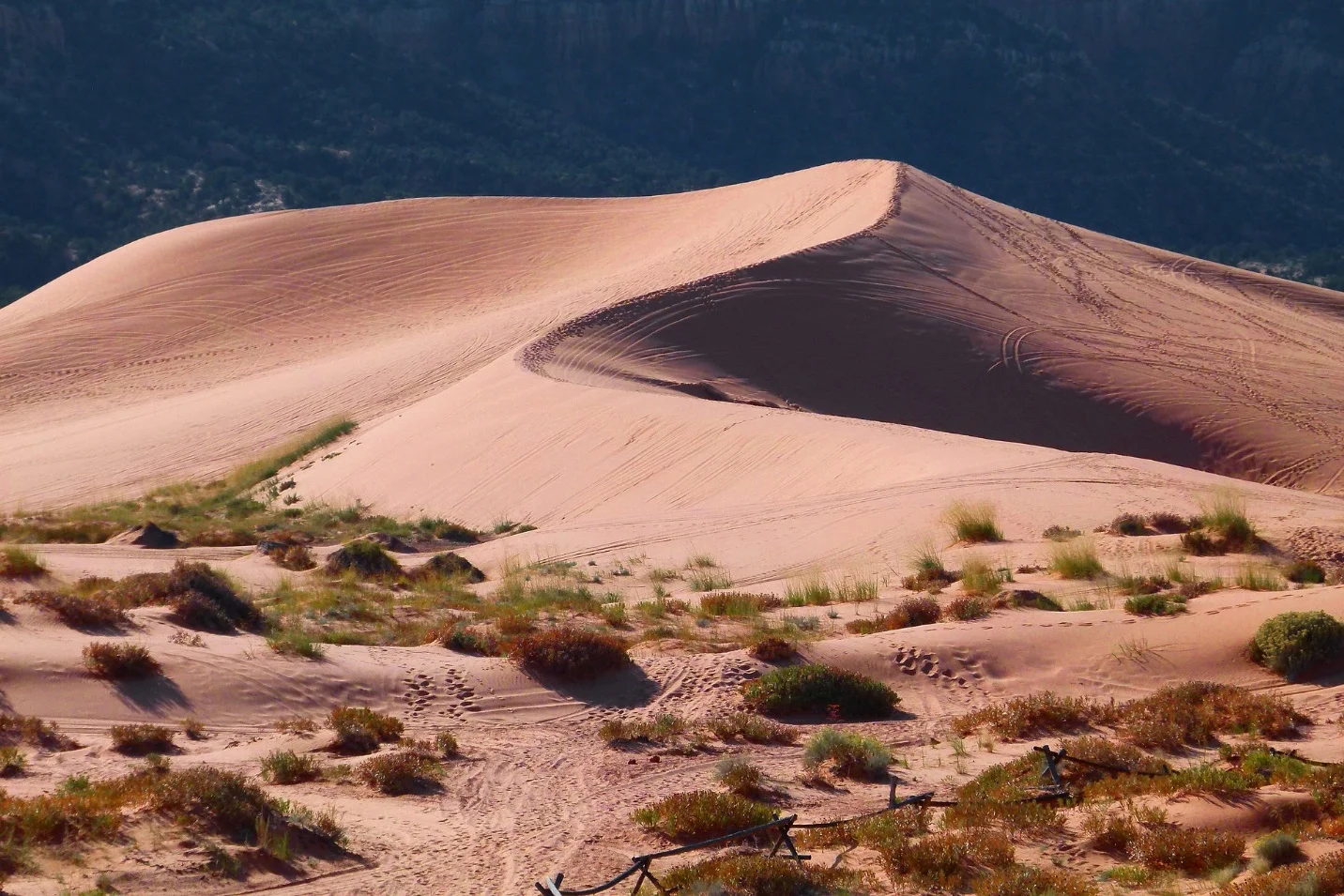Adaptation of animals in desert environment – Adaptations seen in plants and animals