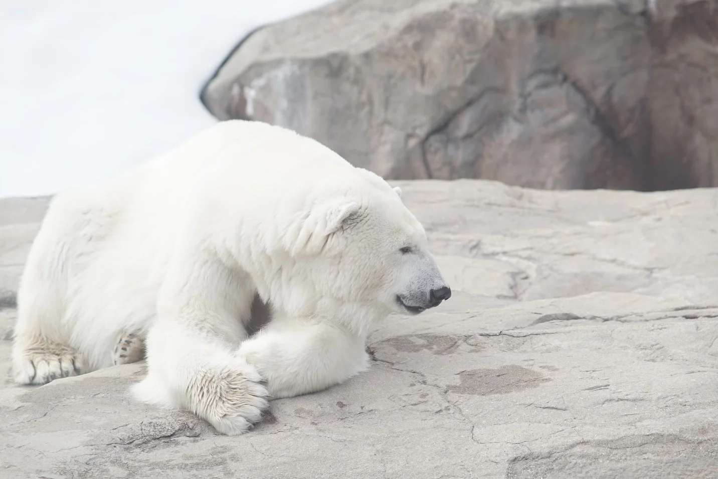 Adaptation of animals in cold environment – Adaptations seen in plants and animals