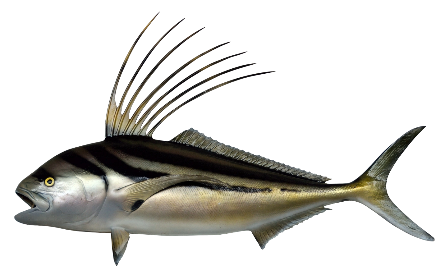 Adaptation of animals in aquatic environment – Adaptations seen in plants and animals