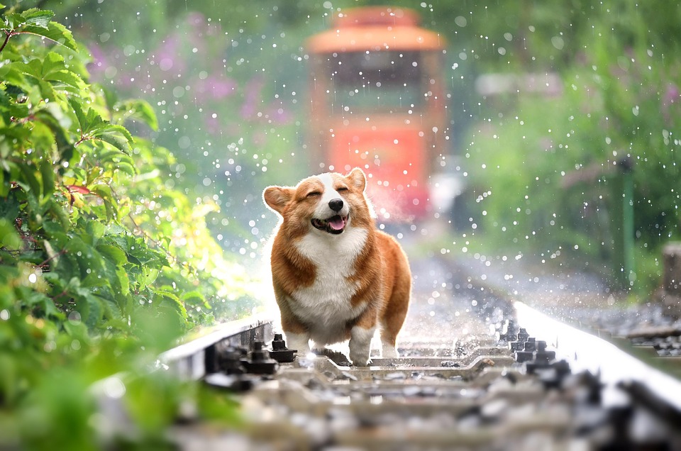 Corgi, Dog, Pet, Canine, Rain, Animal, Fur, Snout