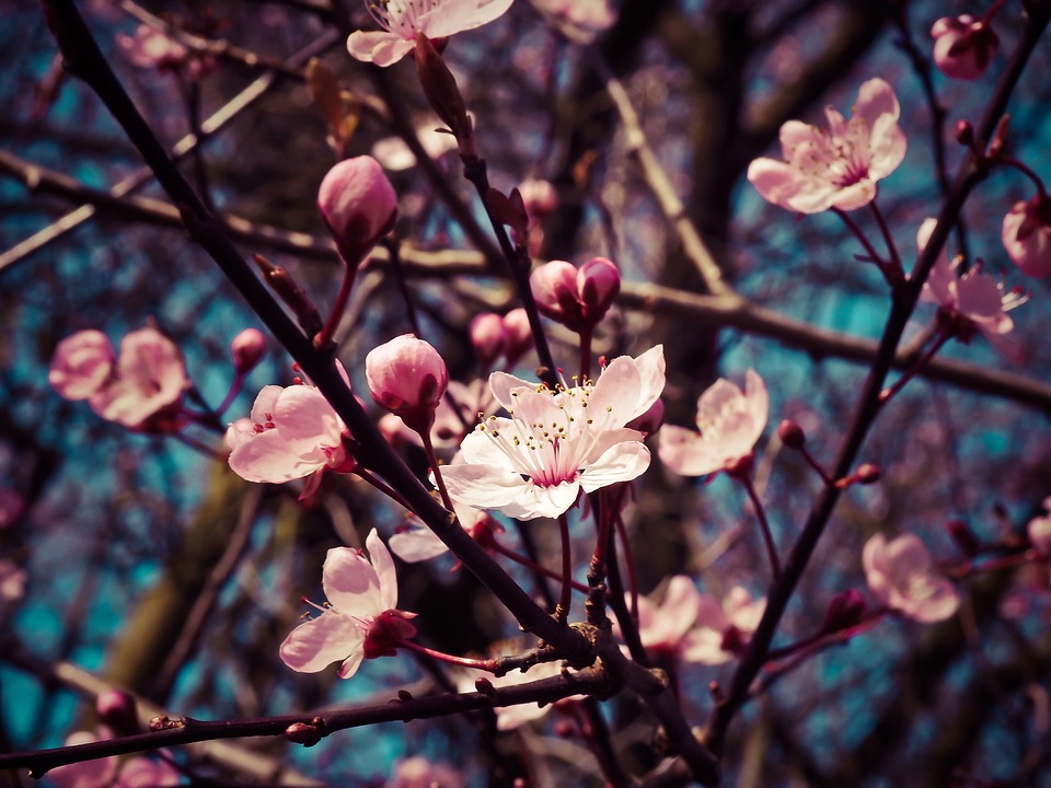 Free Almond Blossoms Flowers photo and picture