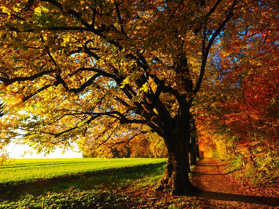 Free Autumn Leaves photo and picture