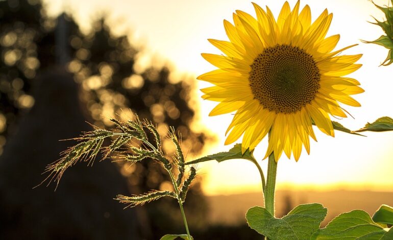 Free Sunflower Flower photo and picture