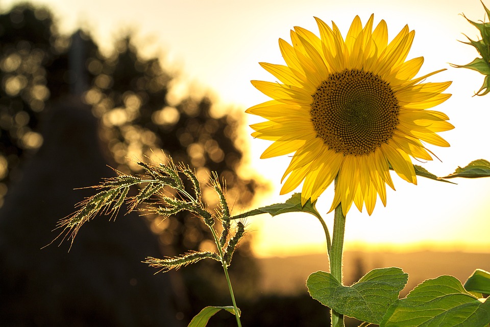 Free Sunflower Flower photo and picture