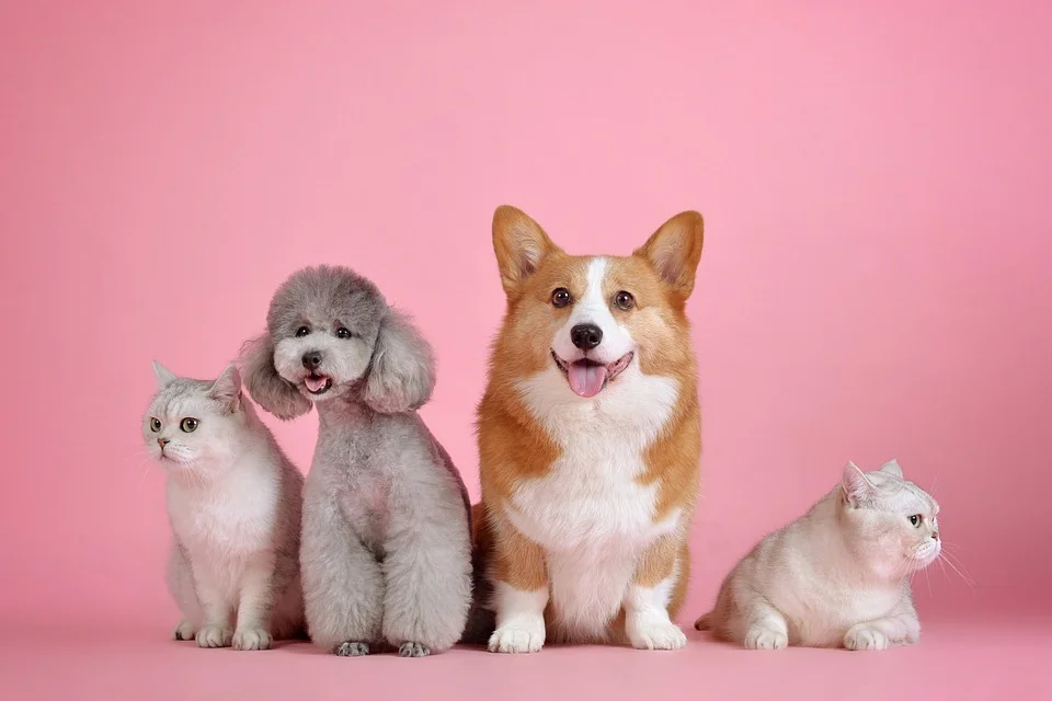 Dogs and cats – Why people prefer dogs over cats?
