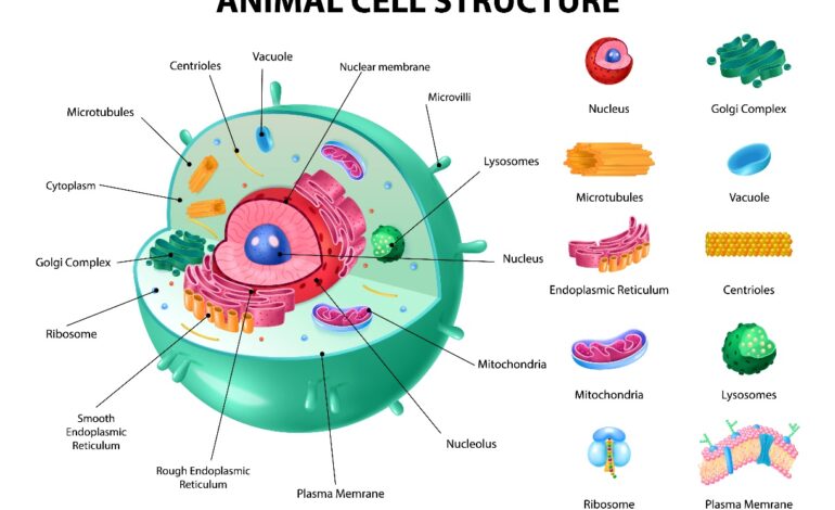  Cell membrane, nucleus, chromosomes and cell wall