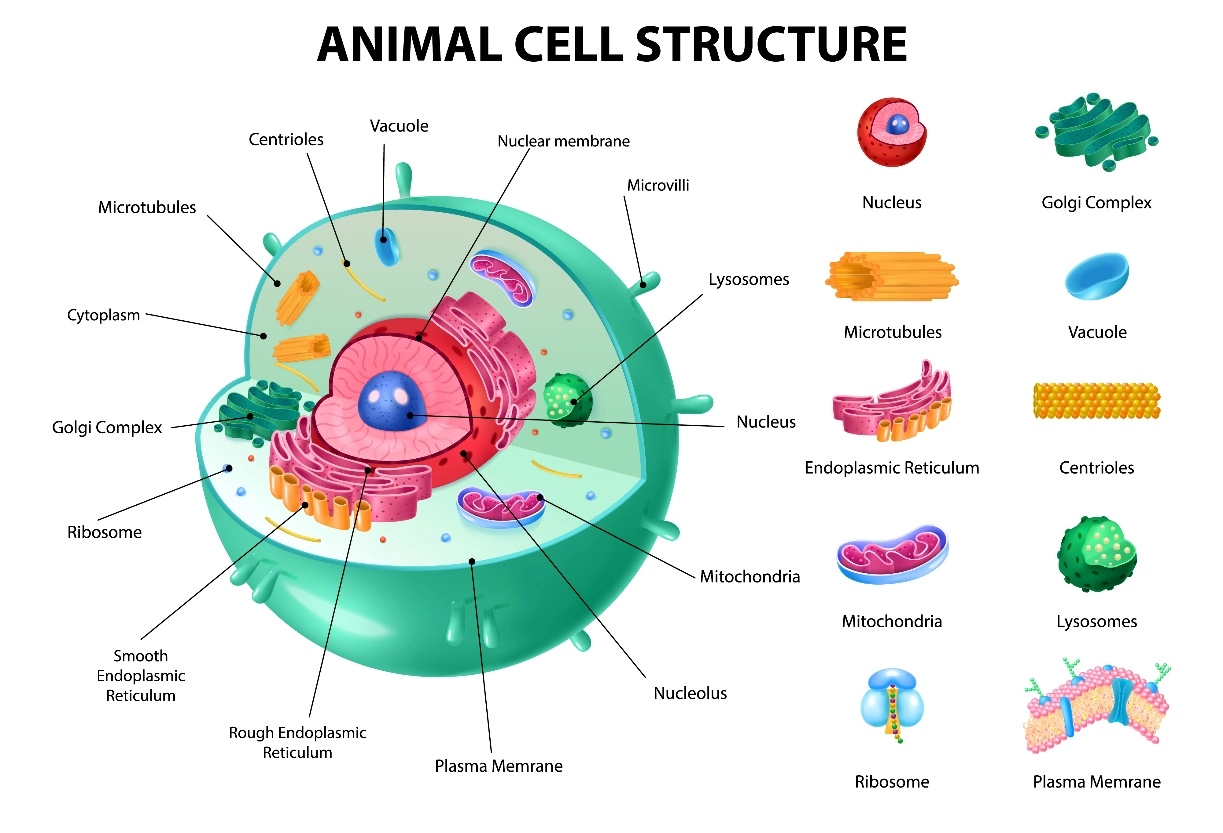 Cell membrane, nucleus, chromosomes and cell wall