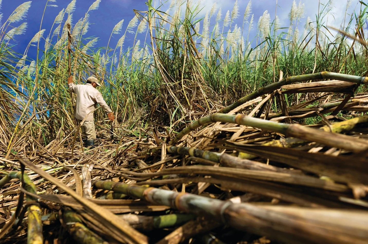 Biomass – Energy sources and their uses