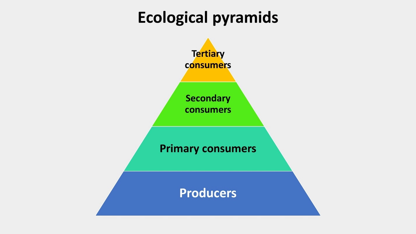 Food pyramids lesson