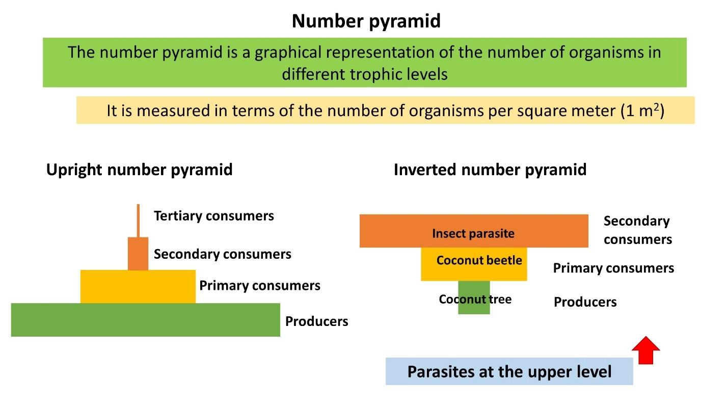 Number pyramid – Food pyramids lesson