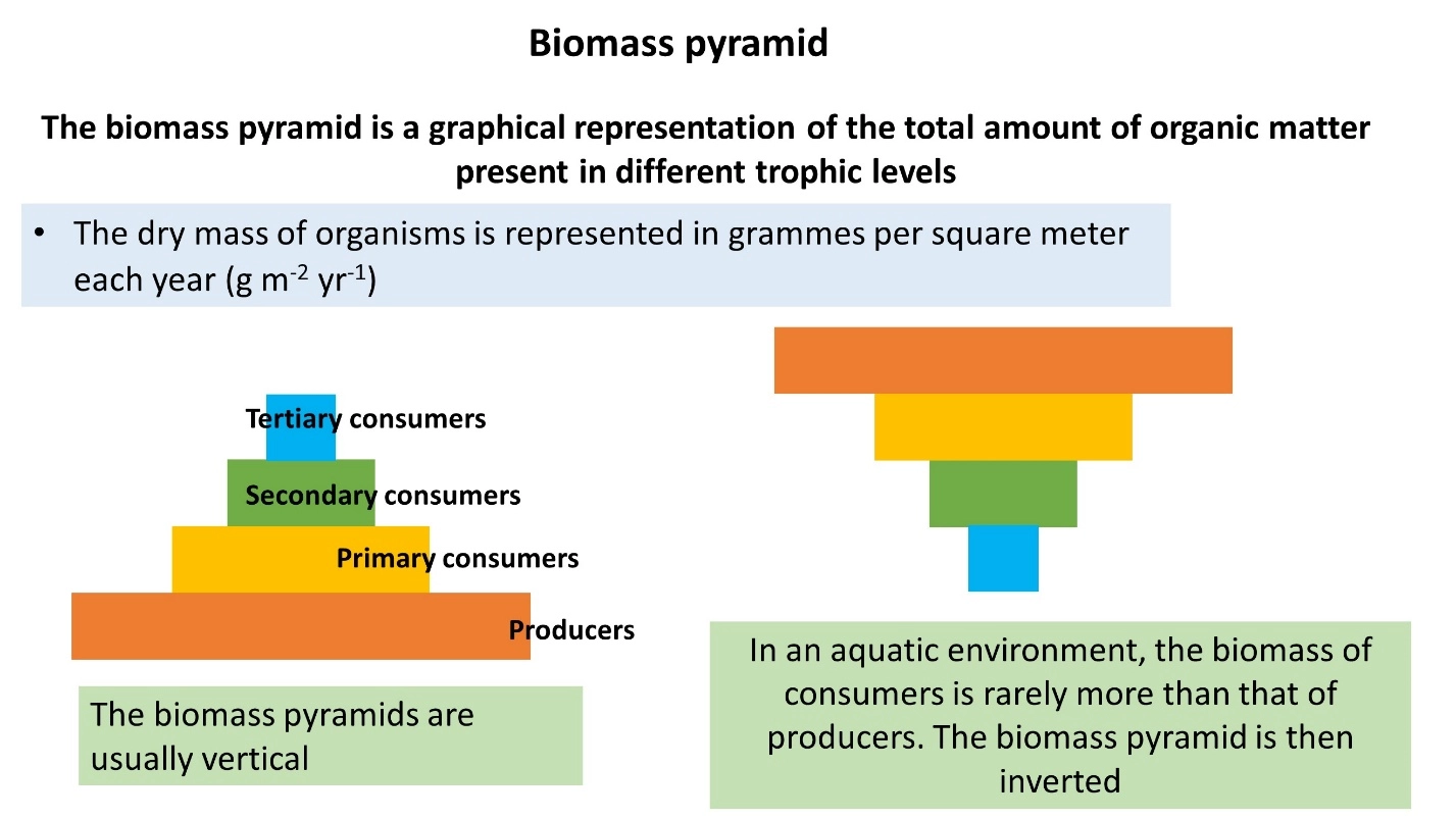 Biomass pyramid – Food pyramids lesson