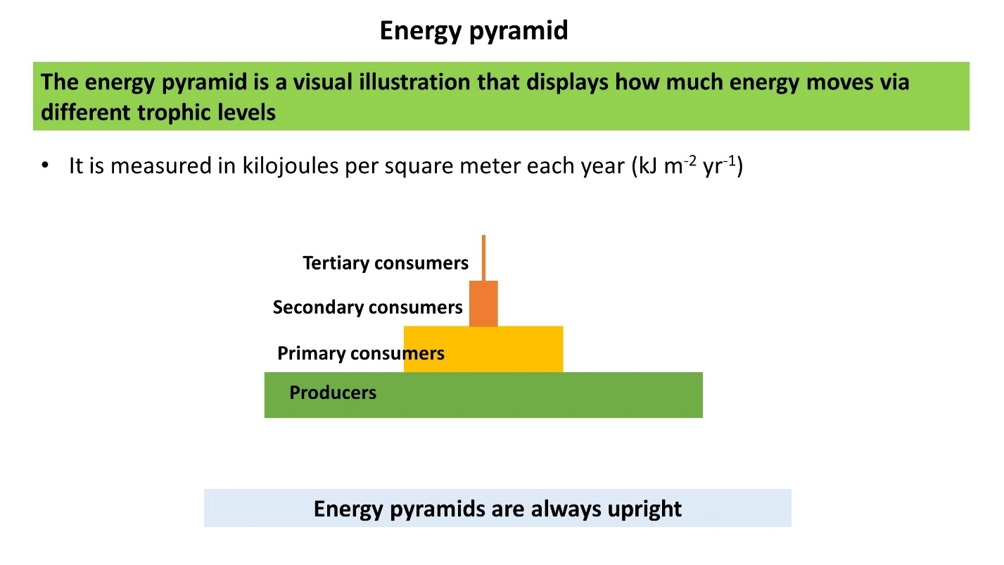 Energy pyramid – Food pyramids lesson