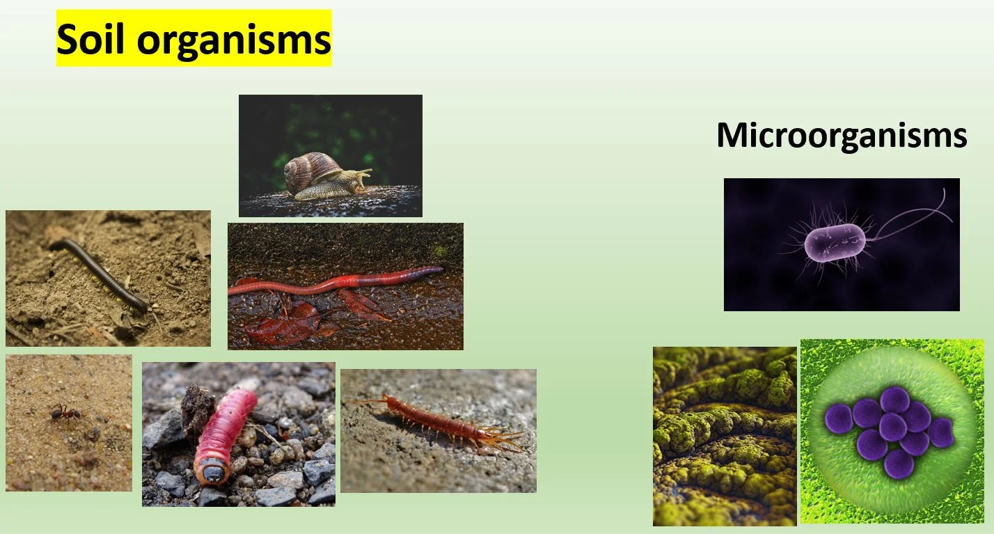 Soil organisms – Soil – types, composition and other facts