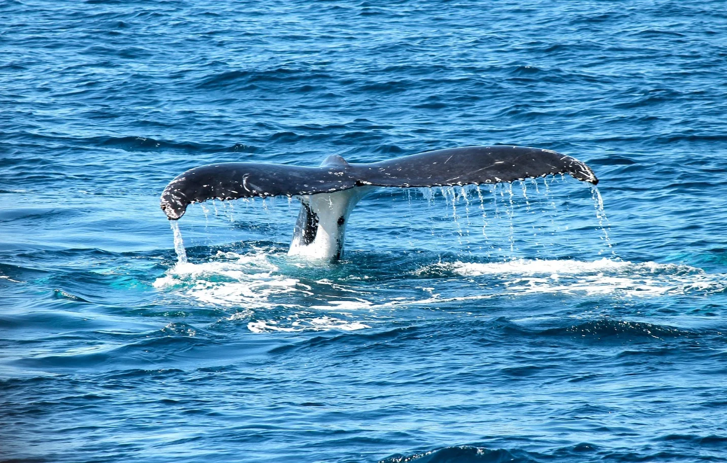 What is the food chain of an ocean? – Ocean food chains and food webs