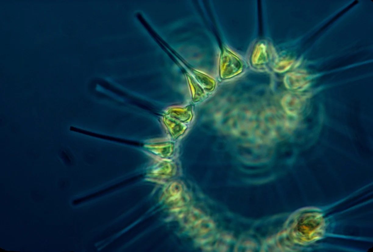 What are phytoplankton? – Ocean food chains and food webs