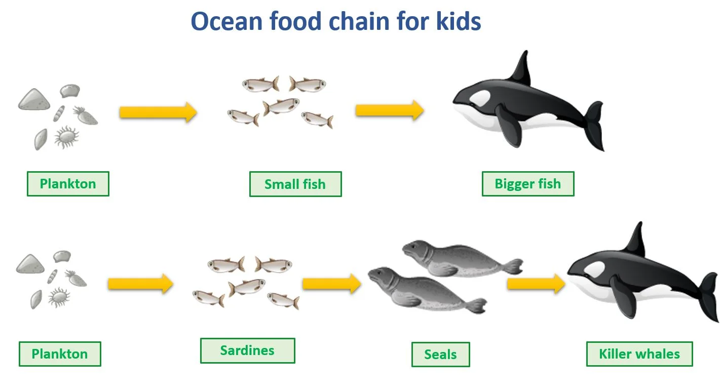 Ocean food chain for kids – Ocean food chains and food webs