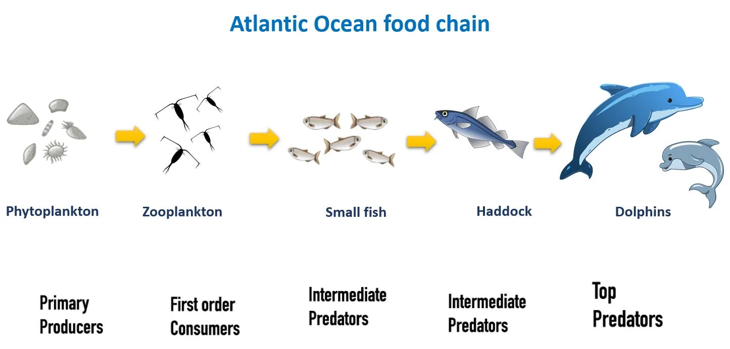 Atlantic Ocean food chain – Ocean food chains and food webs