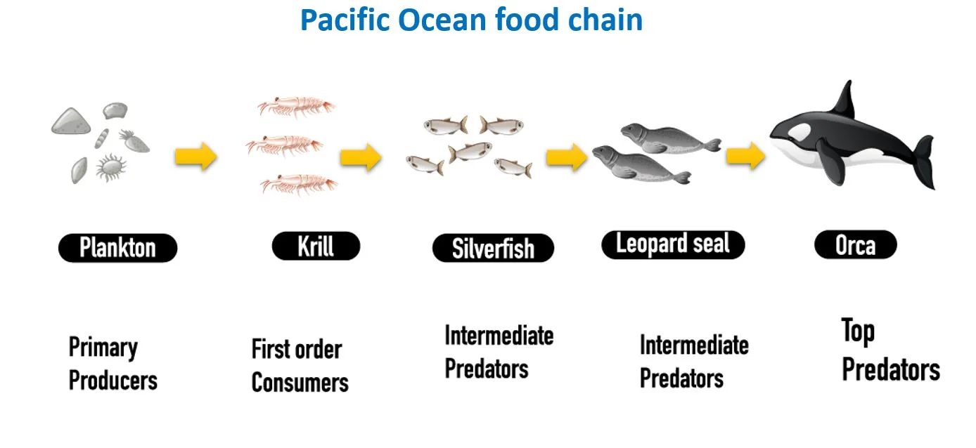 Pacific Ocean food chain – Ocean food chains and food webs