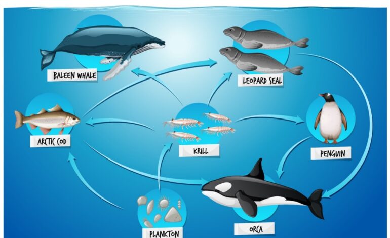 ocean food webs