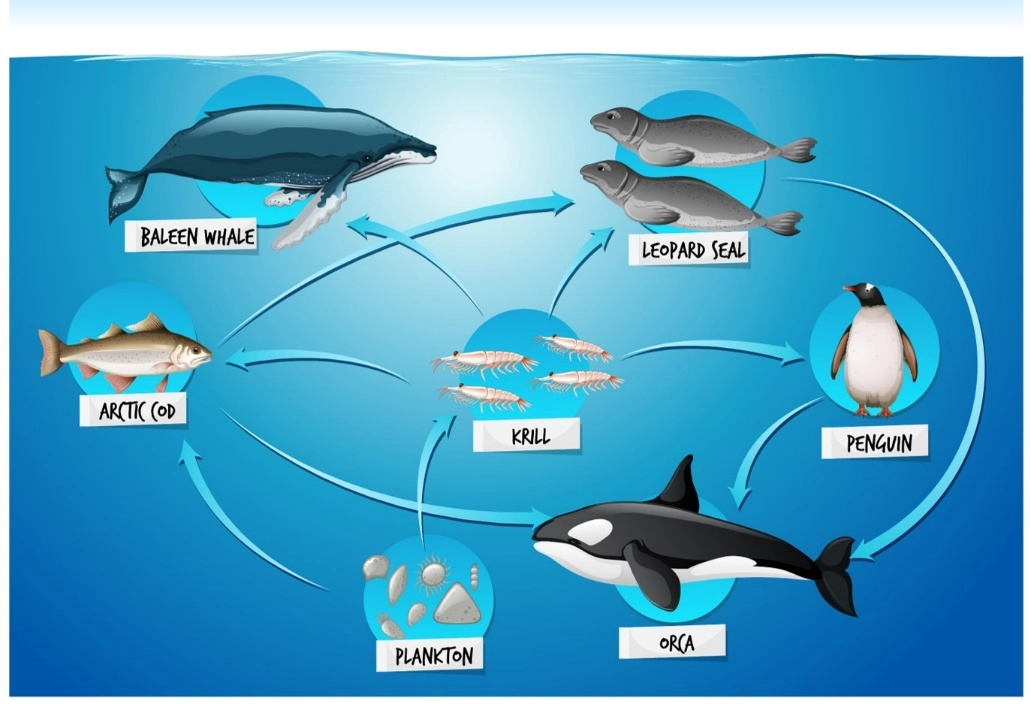 Ocean food chains and food webs