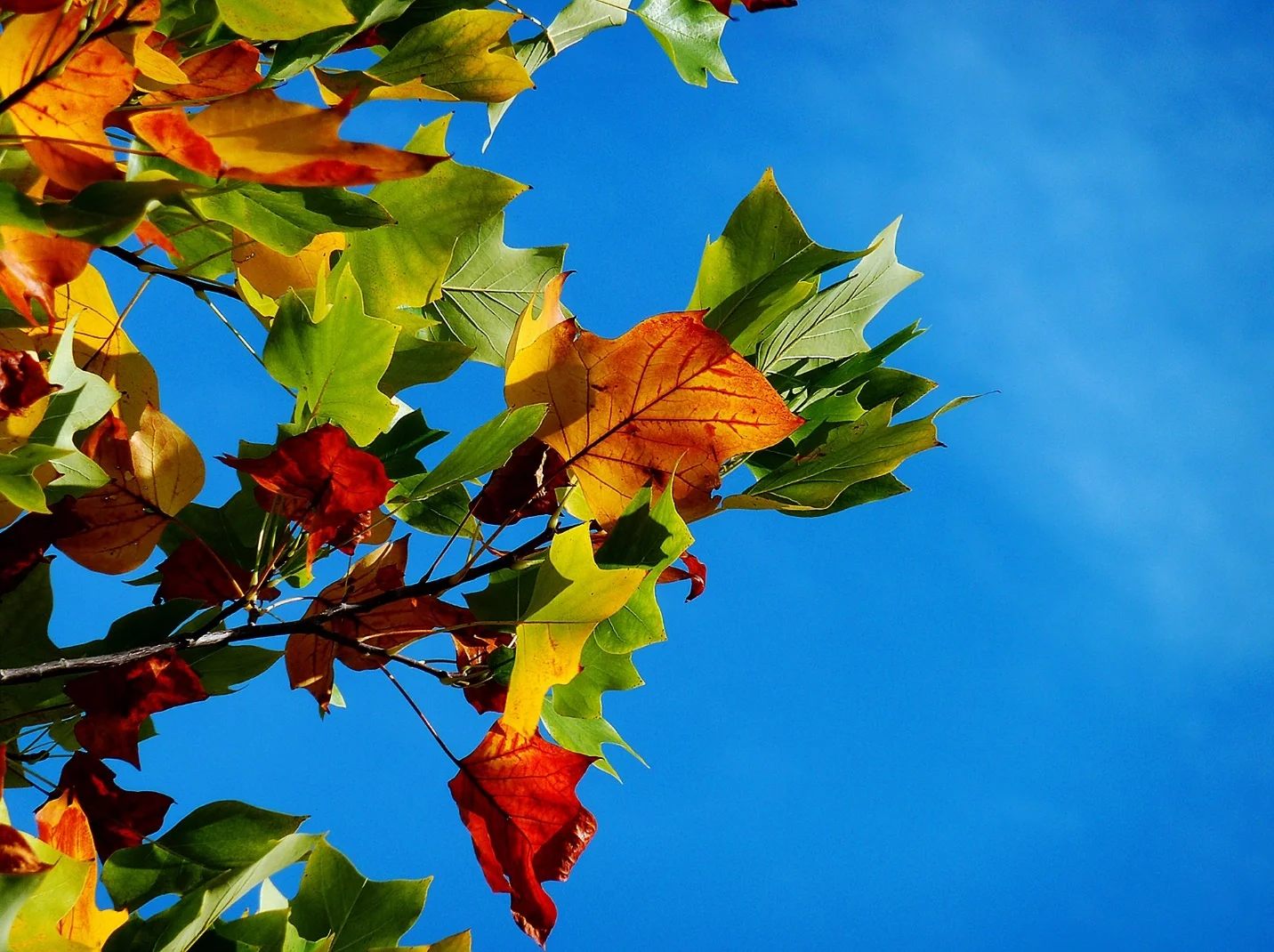 What is the cause of matured leaves and fruits falling? – Phenomenon in science and nature - explained
