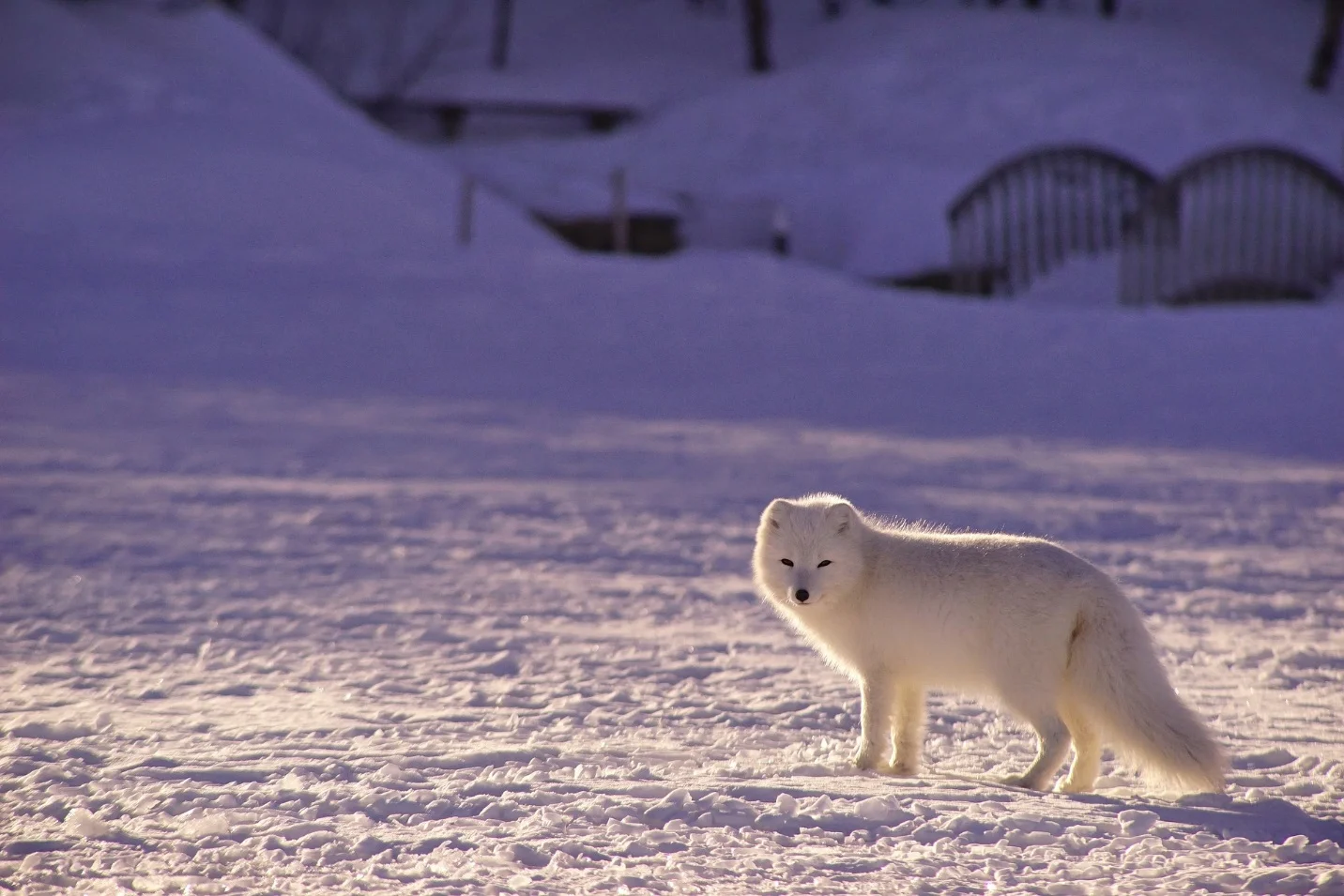 Some animals with camouflage – What is camouflage in biology?