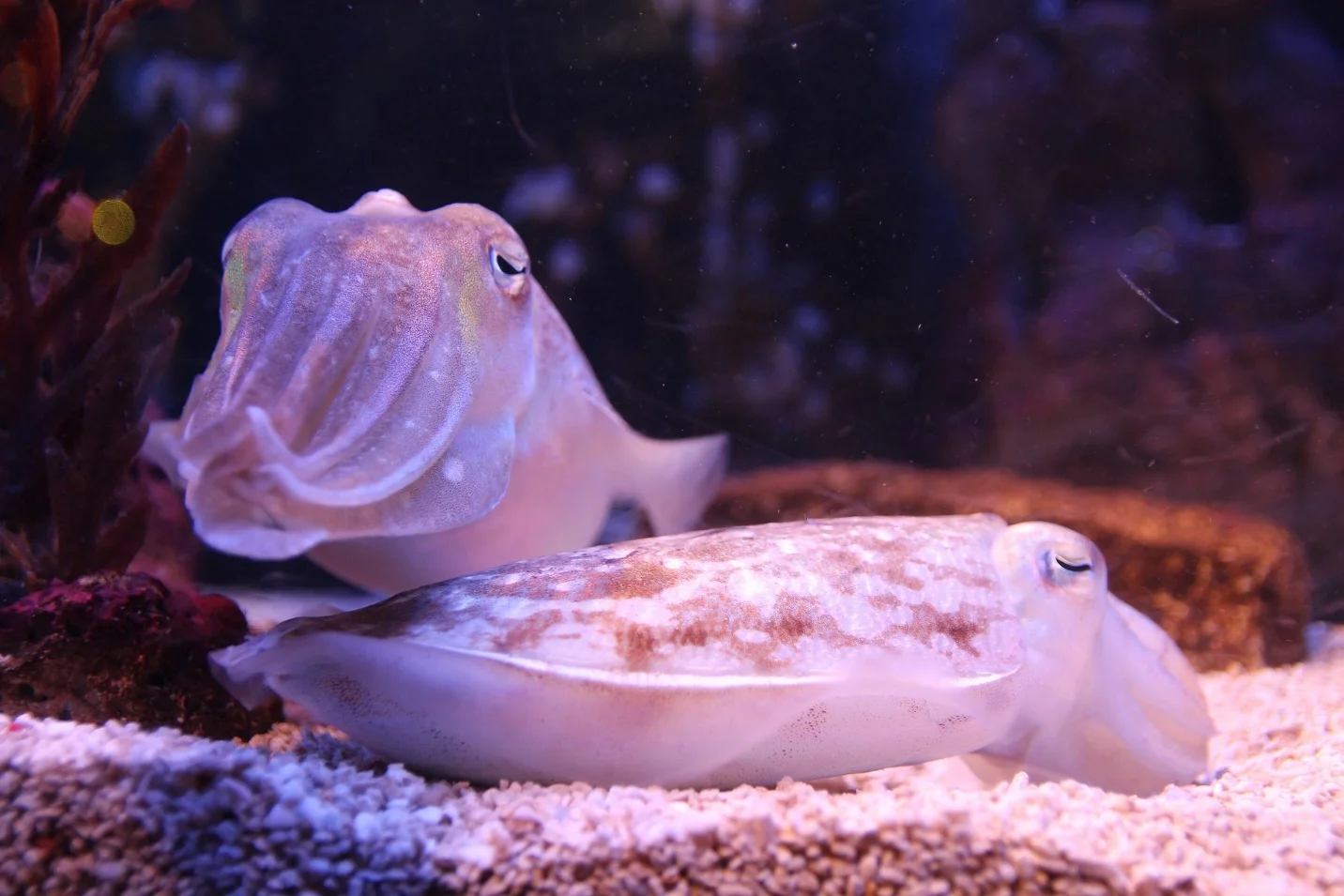 Some animals with camouflage – What is camouflage in biology?