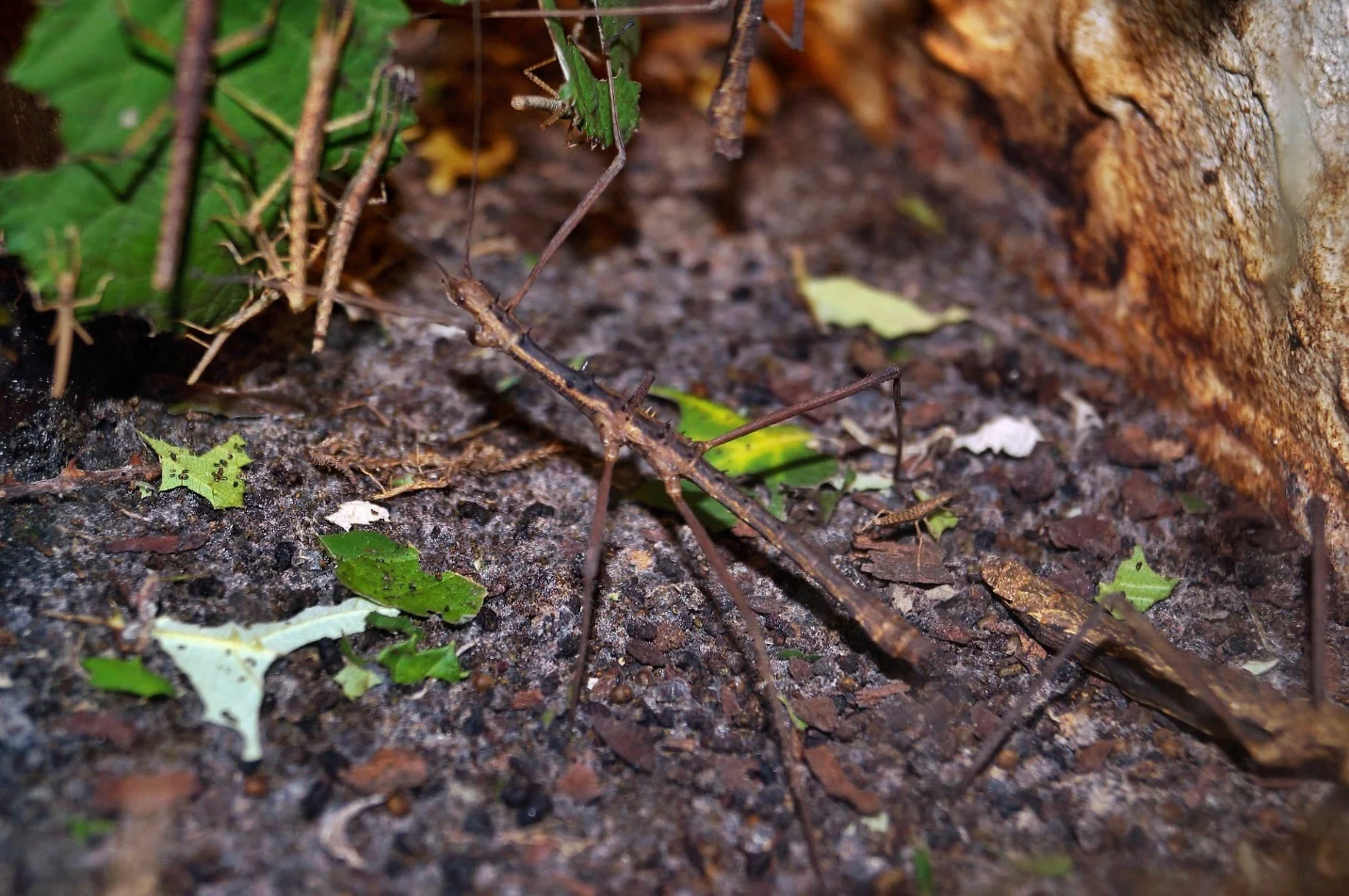 Some animals with camouflage – What is camouflage in biology?