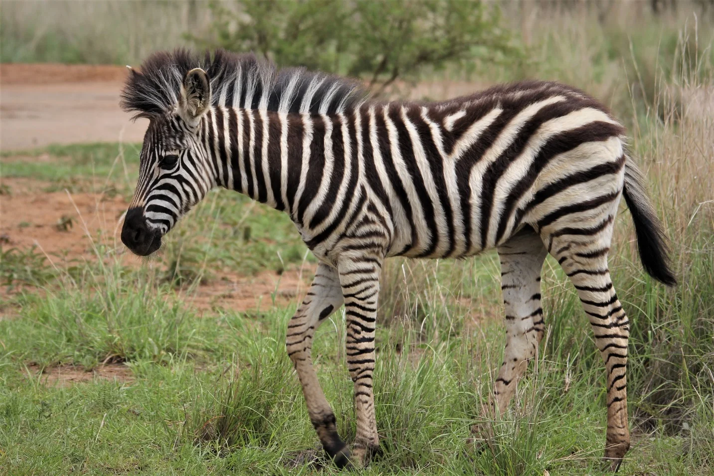 Some animals with camouflage – What is camouflage in biology?
