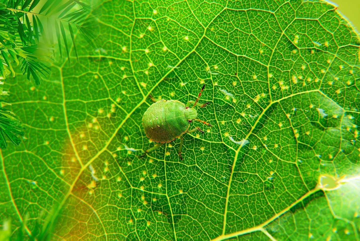 Some animals with camouflage – What is camouflage in biology?