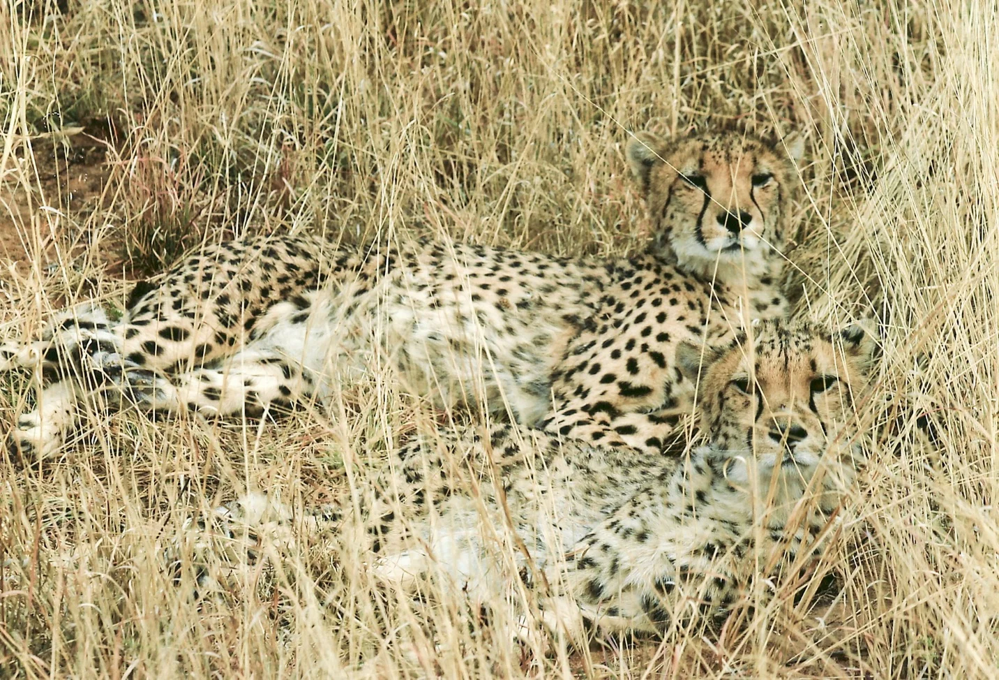 What is camouflage in biology?