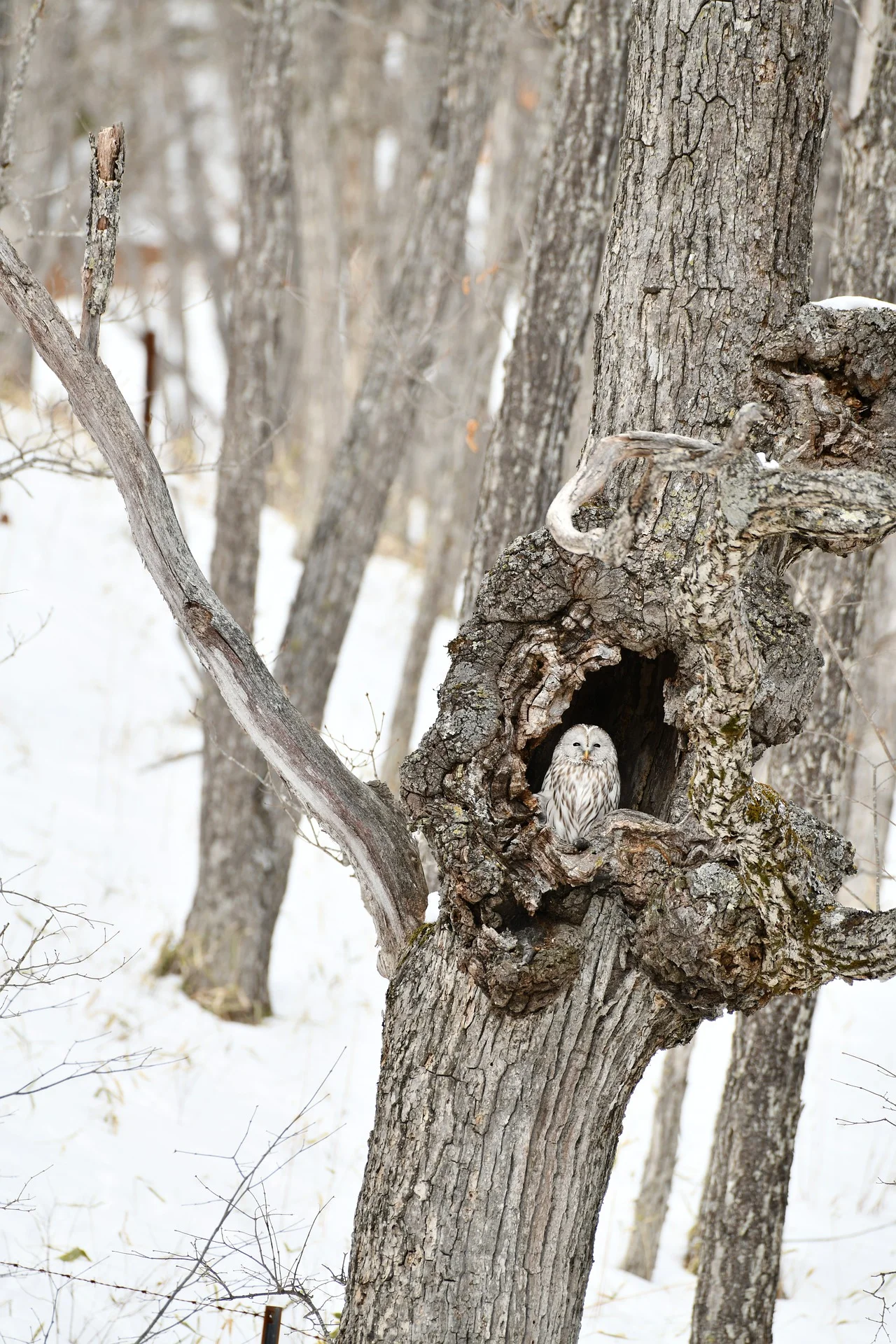 Examples for camouflage – What is camouflage in biology?