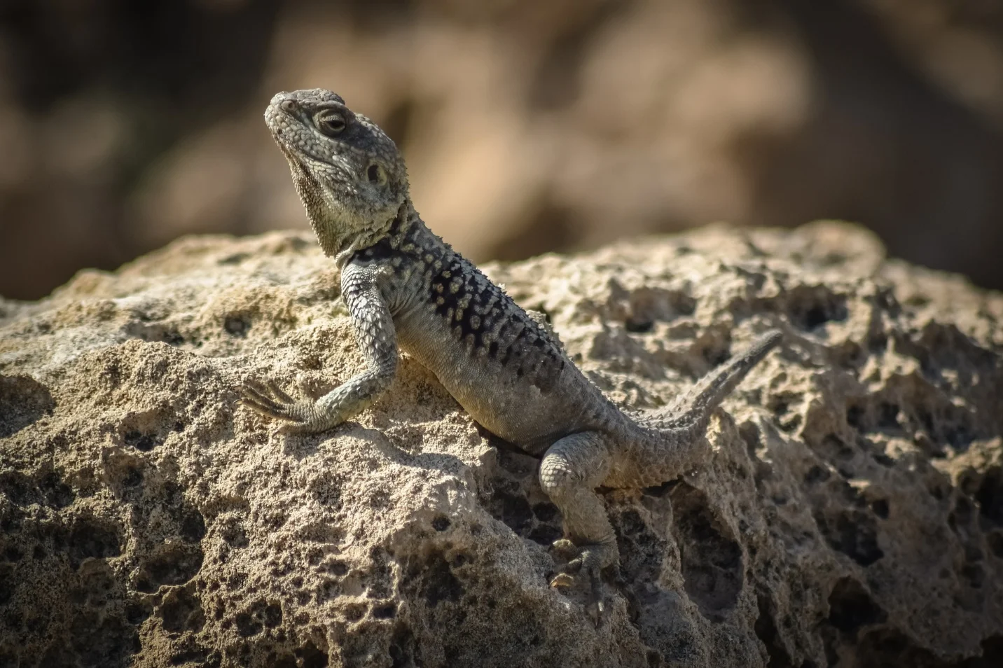 Importance of camouflage for wildlife – What is camouflage in biology?