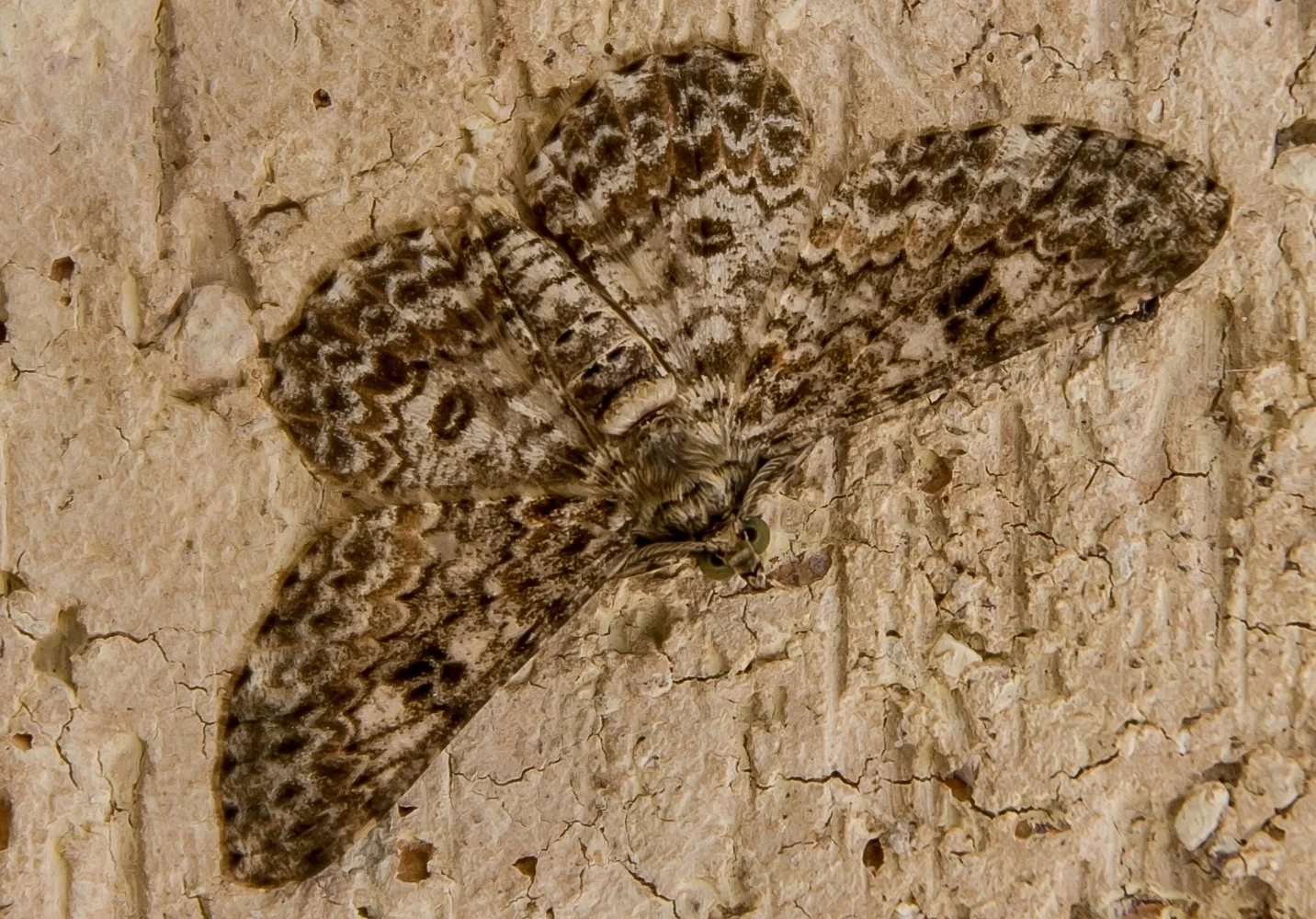 Importance of camouflage for wildlife – What is camouflage in biology?