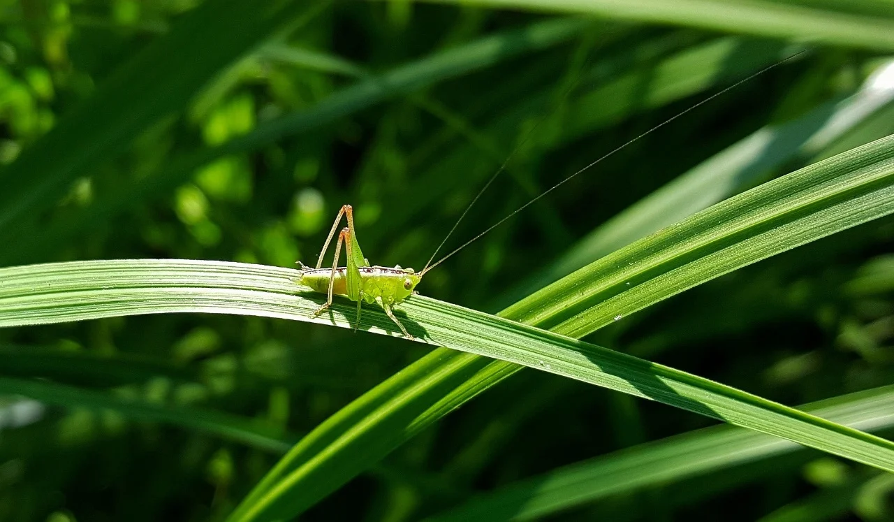 Importance of camouflage for wildlife – What is camouflage in biology?