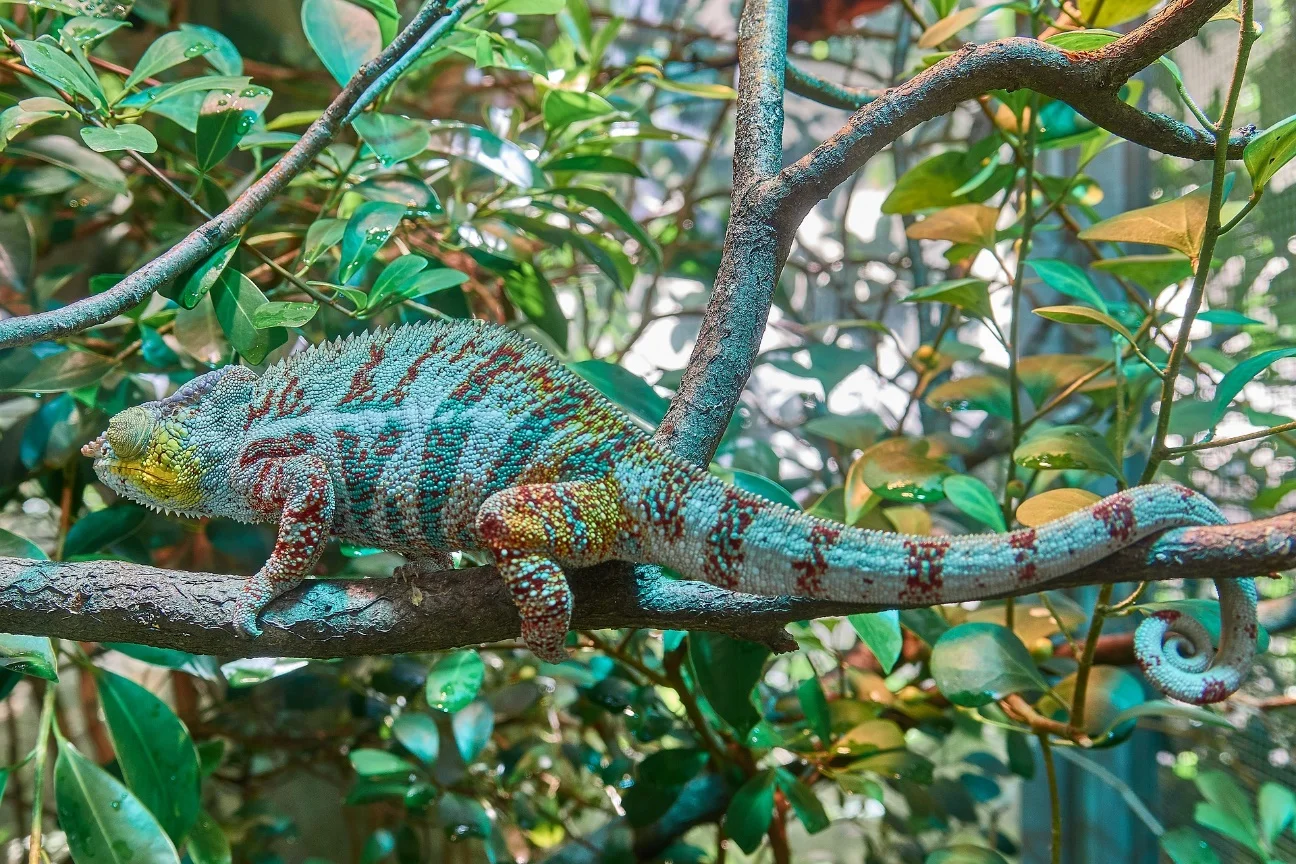 Some animals with camouflage – What is camouflage in biology?