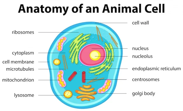 What is ribosome?
