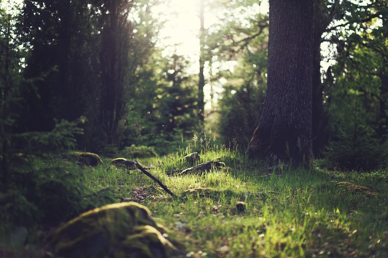 What is a trophic cascade?