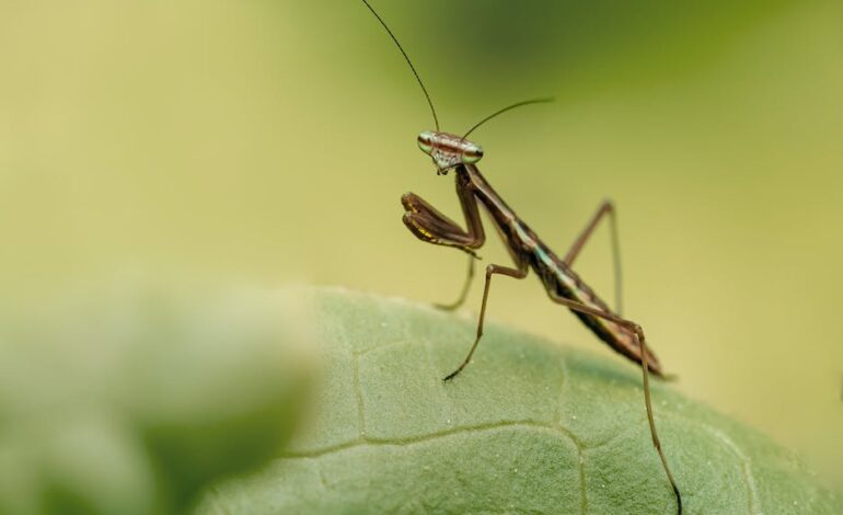  Praying mantis – interesting facts