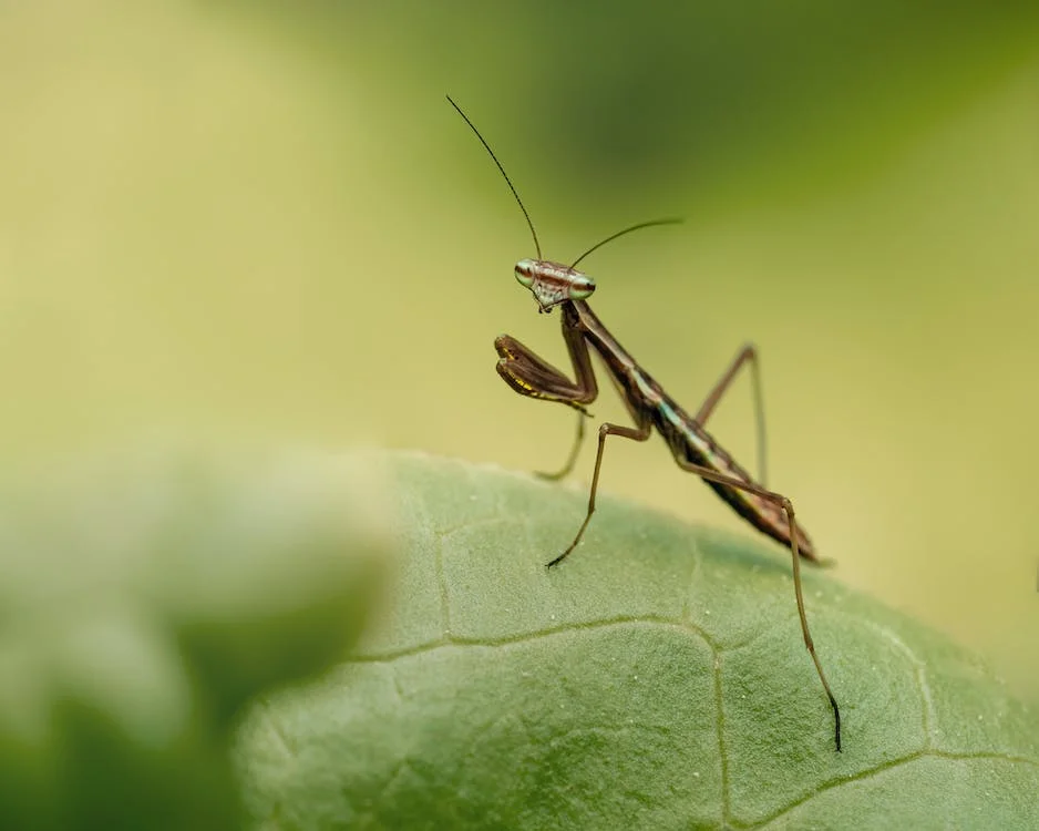 Praying mantis – interesting facts
