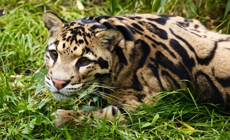  Clouded leopard vs snow leopard