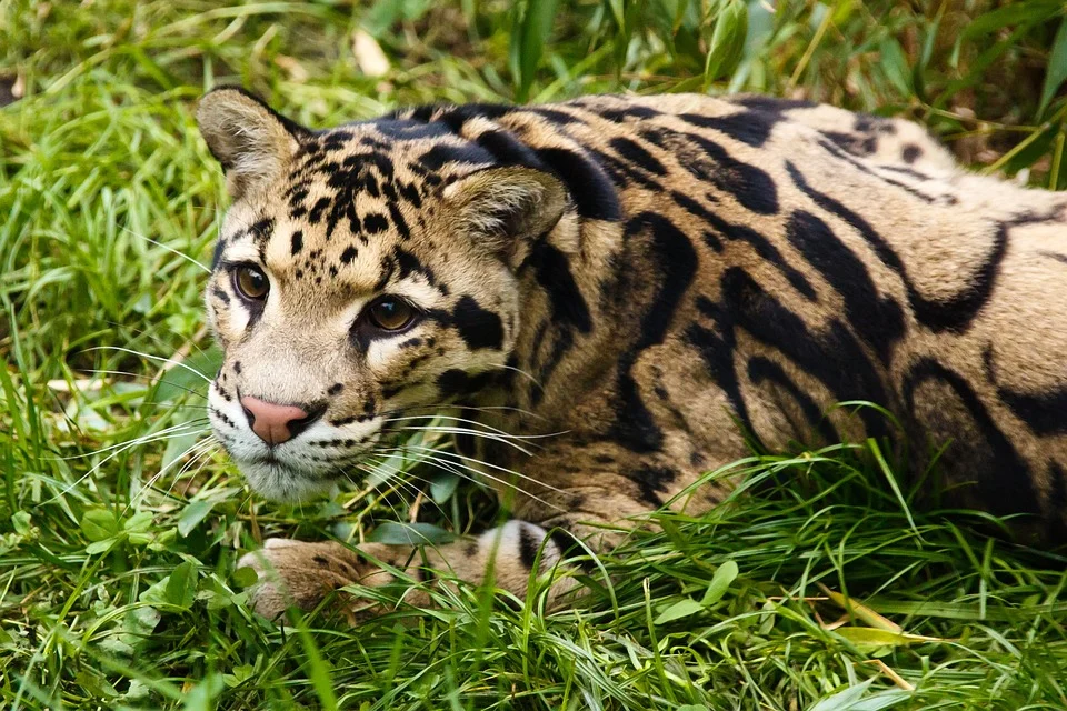 Clouded leopard vs snow leopard