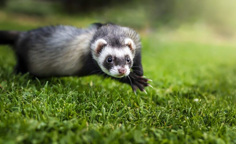  All about ferrets – a guide for ferret owners