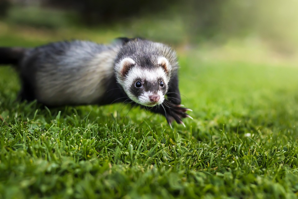 Free Animal Ferret photo and picture