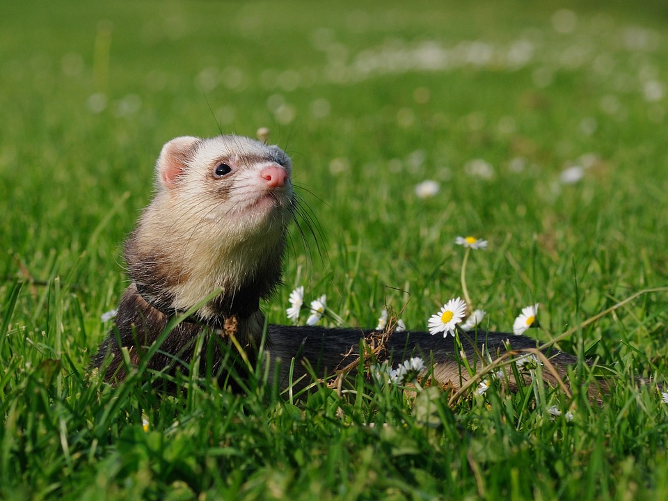 Free Animal Ferret photo and picture