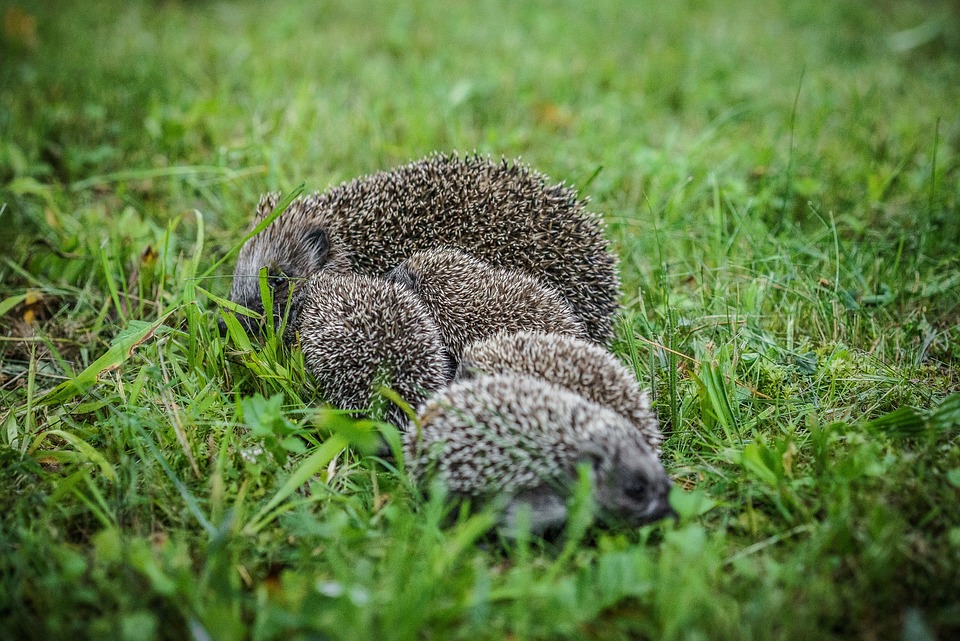 Free Animal Porcupine photo and picture