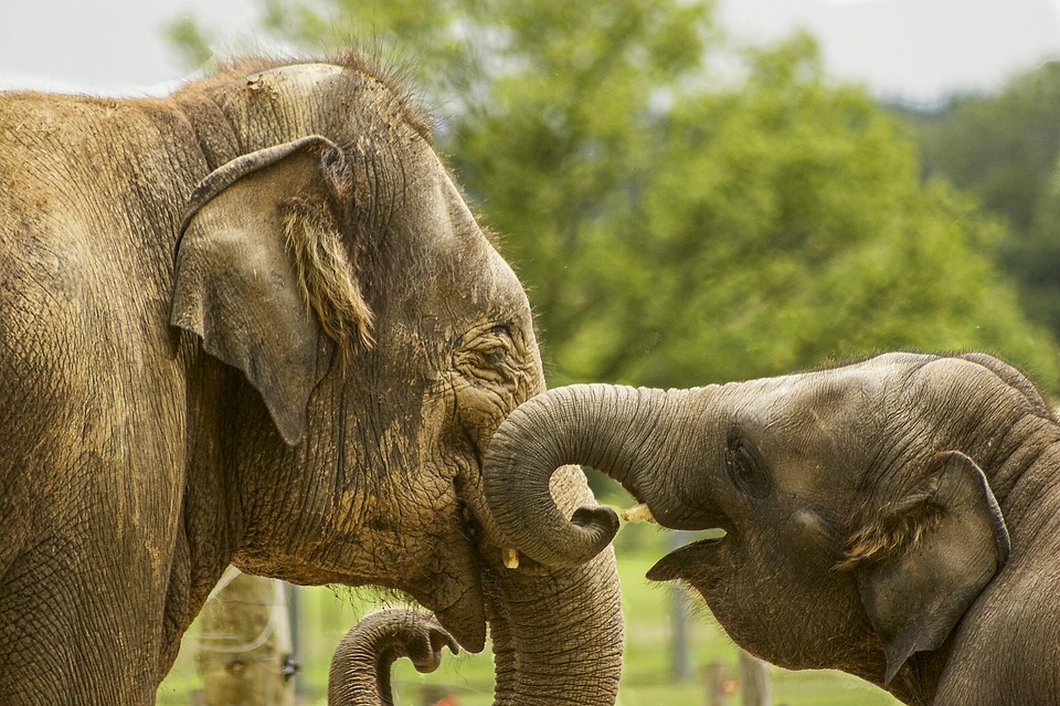 Free Baby Elephant Close Up photo and picture